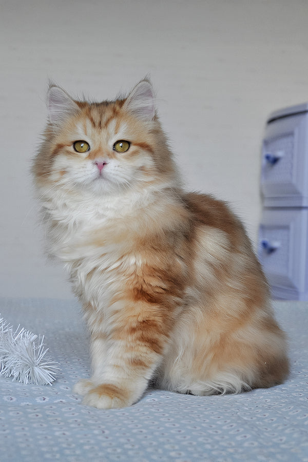 Wanessa | Siberian Kitten