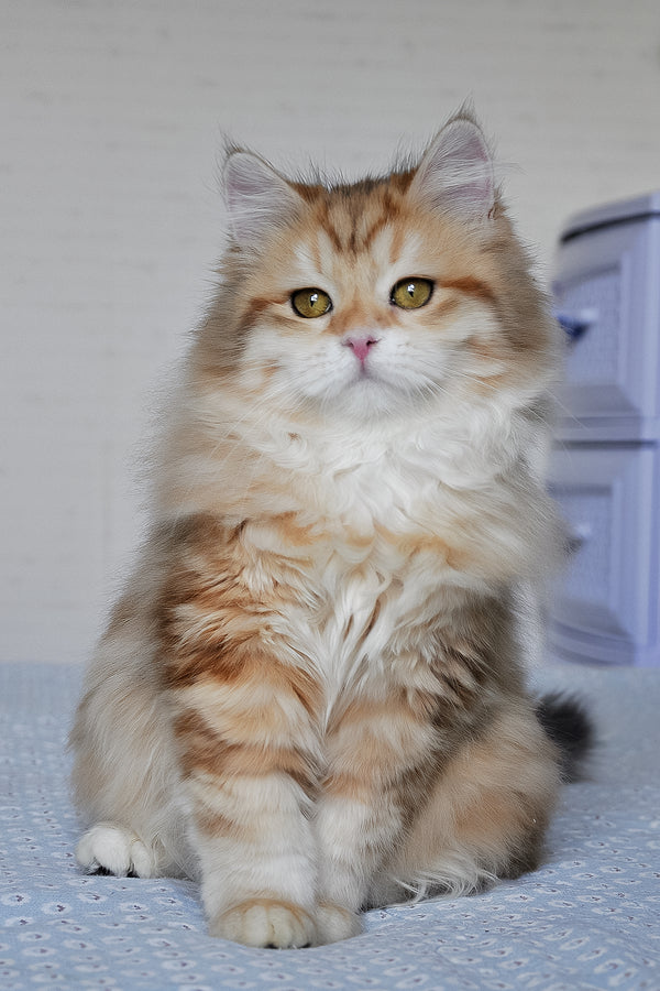 Wanessa | Siberian Kitten