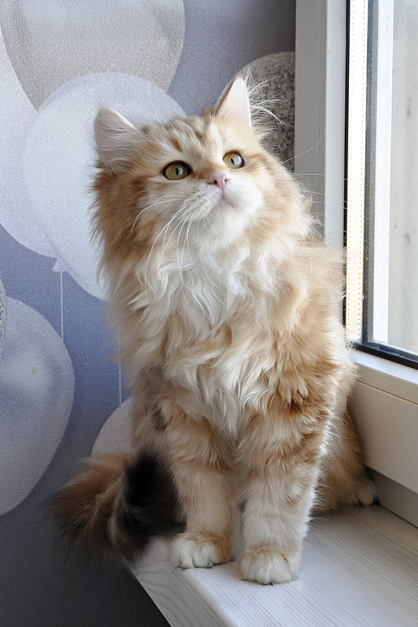 Wanessa | Siberian Kitten