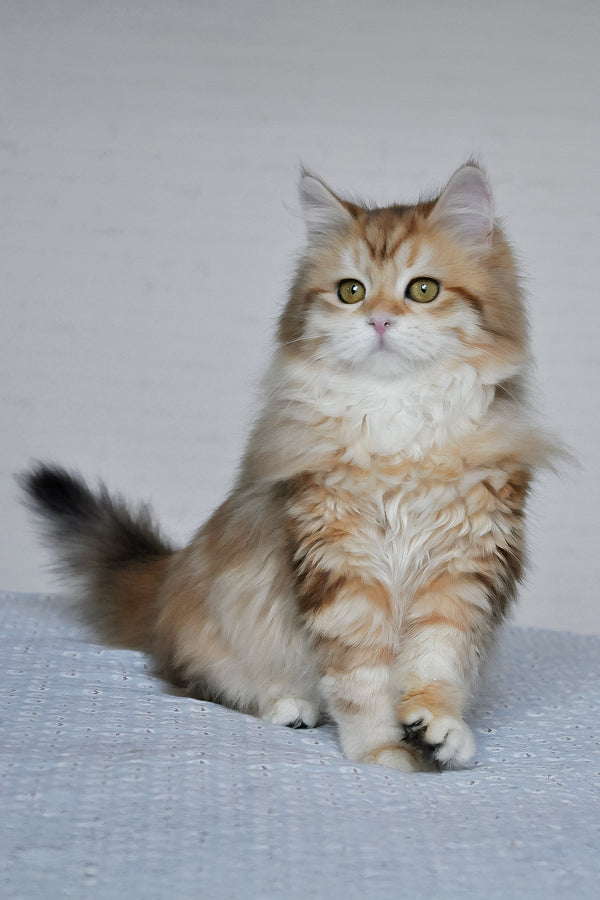 Wanessa | Siberian Kitten