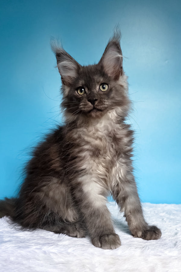 Watson | Maine Coon Kitten