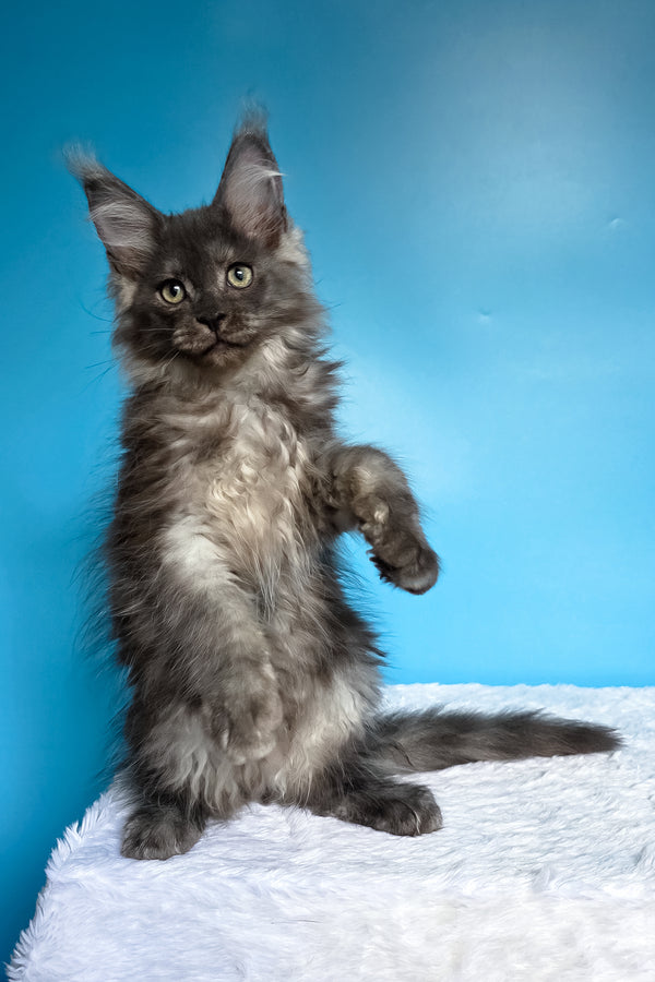 Watson | Maine Coon Kitten