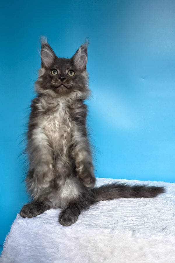 Watson | Maine Coon Kitten