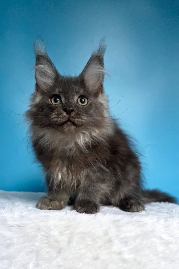 Watson | Maine Coon Kitten