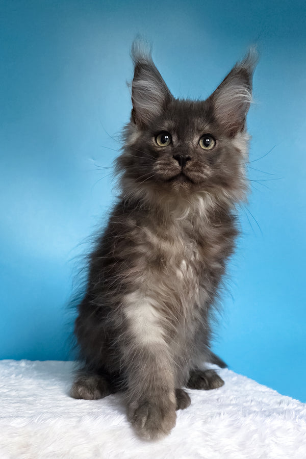 Watson | Maine Coon Kitten