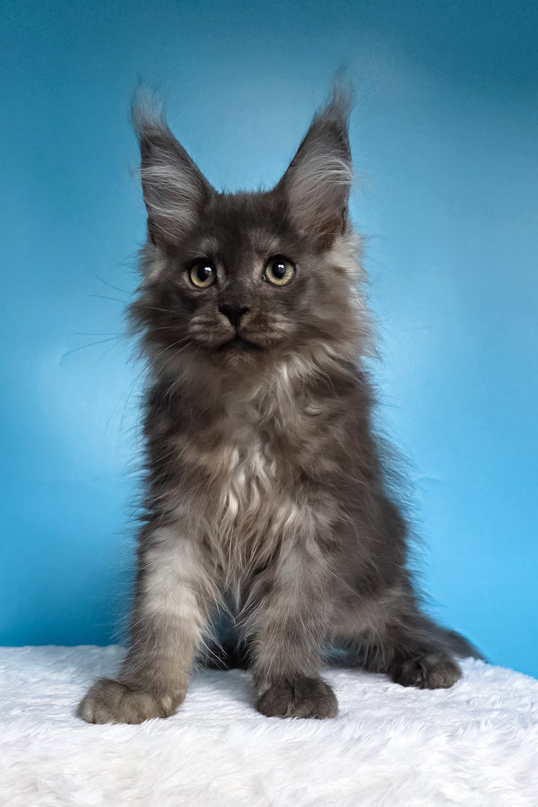 Watson | Maine Coon Kitten
