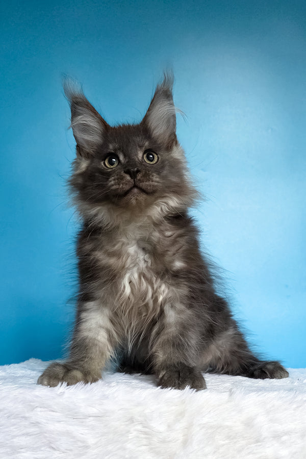 Watson | Maine Coon Kitten