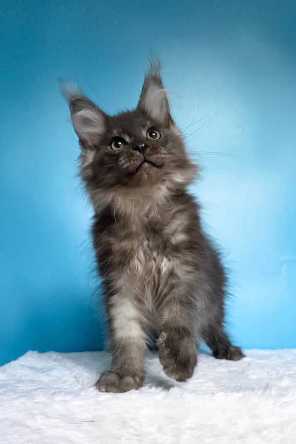 Watson | Maine Coon Kitten
