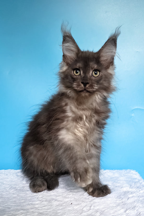 Watson | Maine Coon Kitten