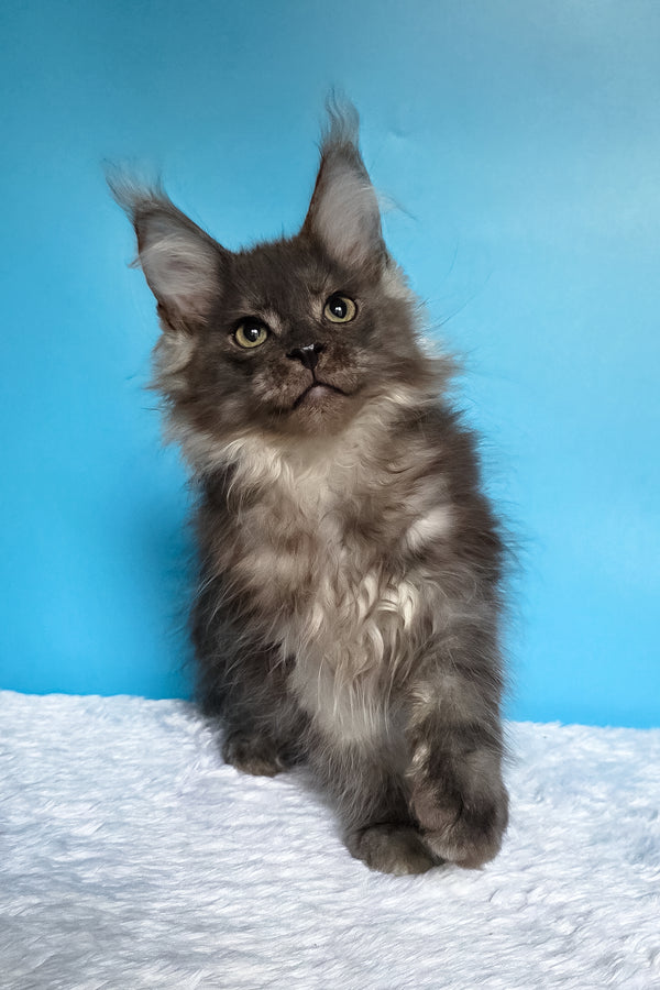 Watson | Maine Coon Kitten