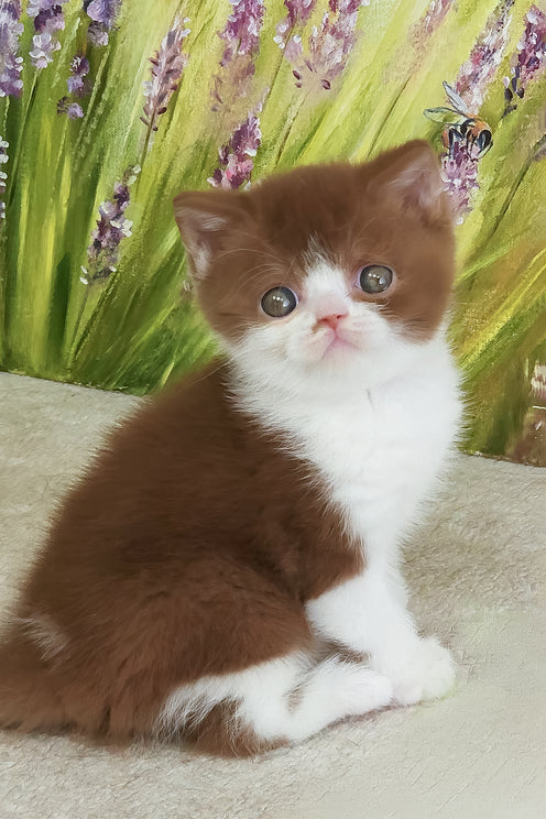 Watson | British Shorthair Kitten