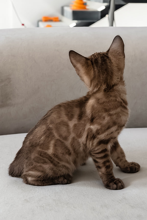 Wednesday | Bengal Kitten