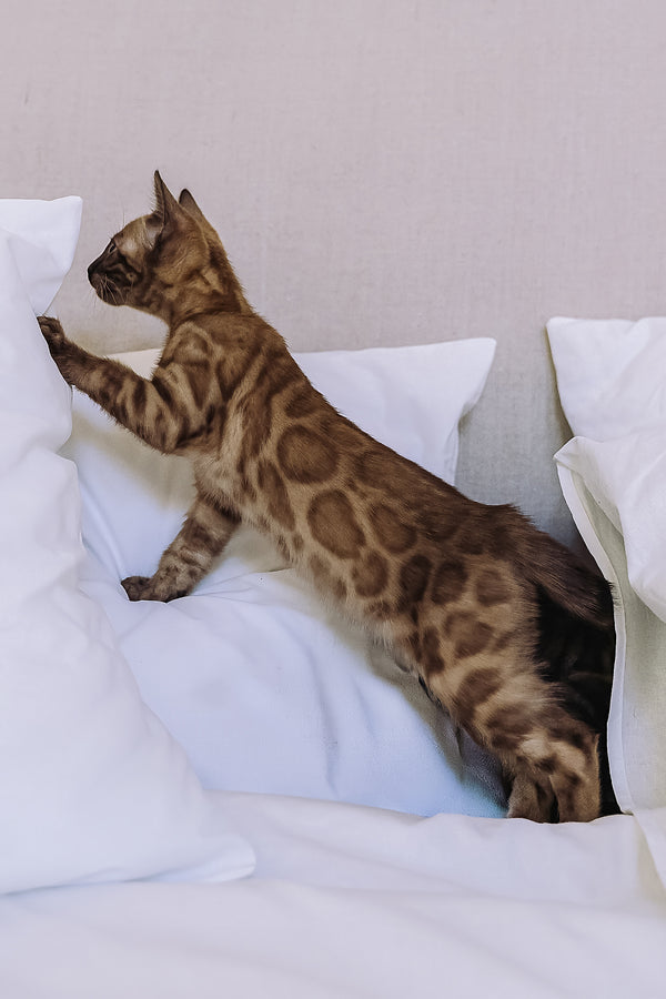 Wednesday | Bengal Kitten