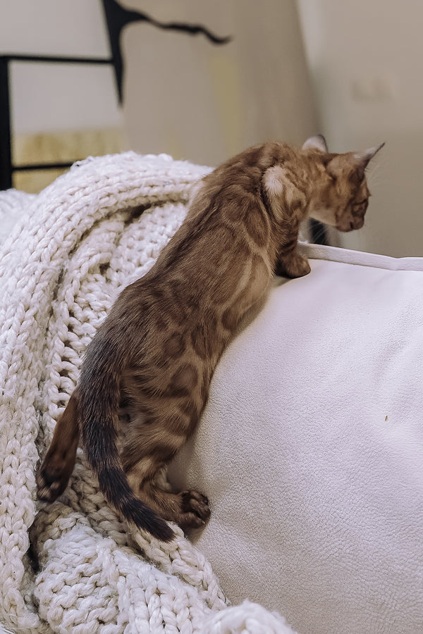 Wednesday | Bengal Kitten