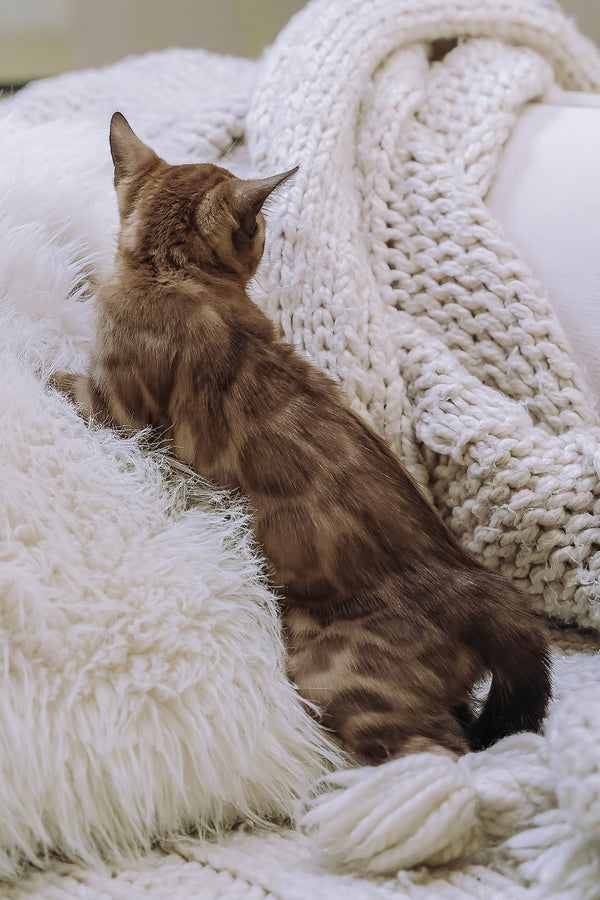 Wednesday | Bengal Kitten