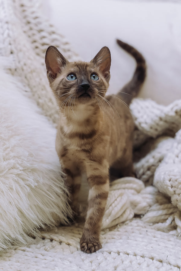Wednesday | Bengal Kitten