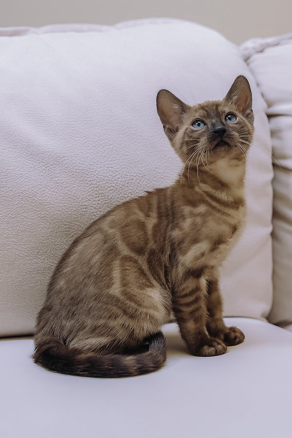Wednesday | Bengal Kitten