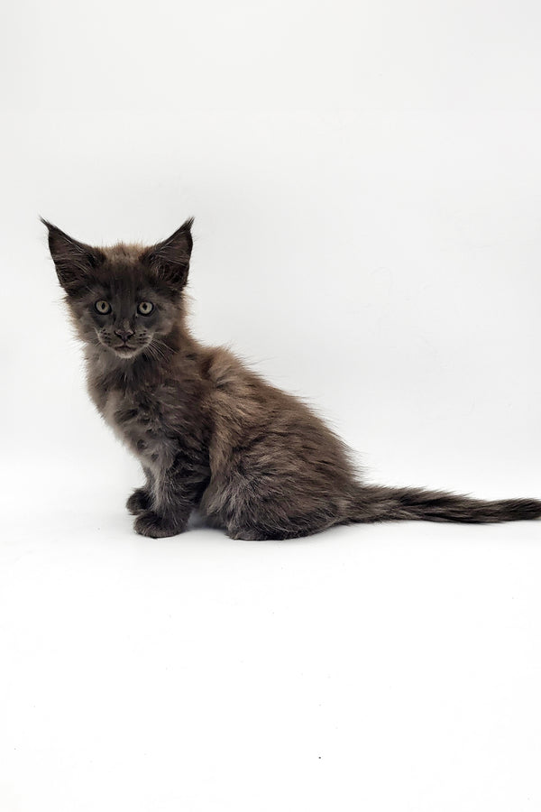 Wendi | Maine Coon Kitten