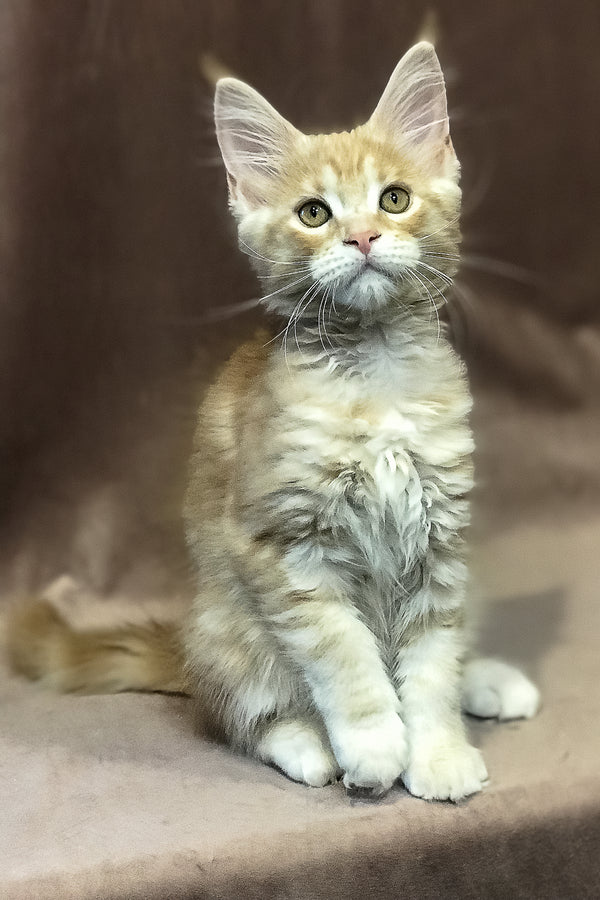 Wendy | Maine Coon Kitten