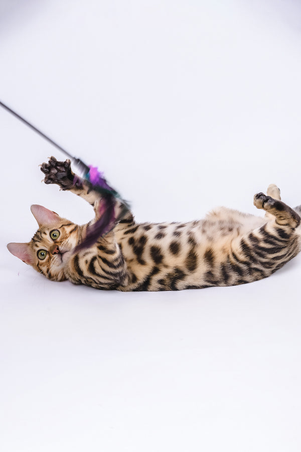Winnie | Bengal Kitten