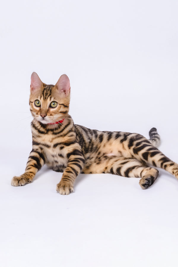 Winnie | Bengal Kitten