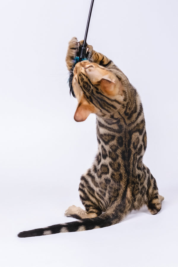 Winnie | Bengal Kitten