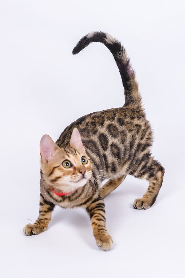 Winnie | Bengal Kitten