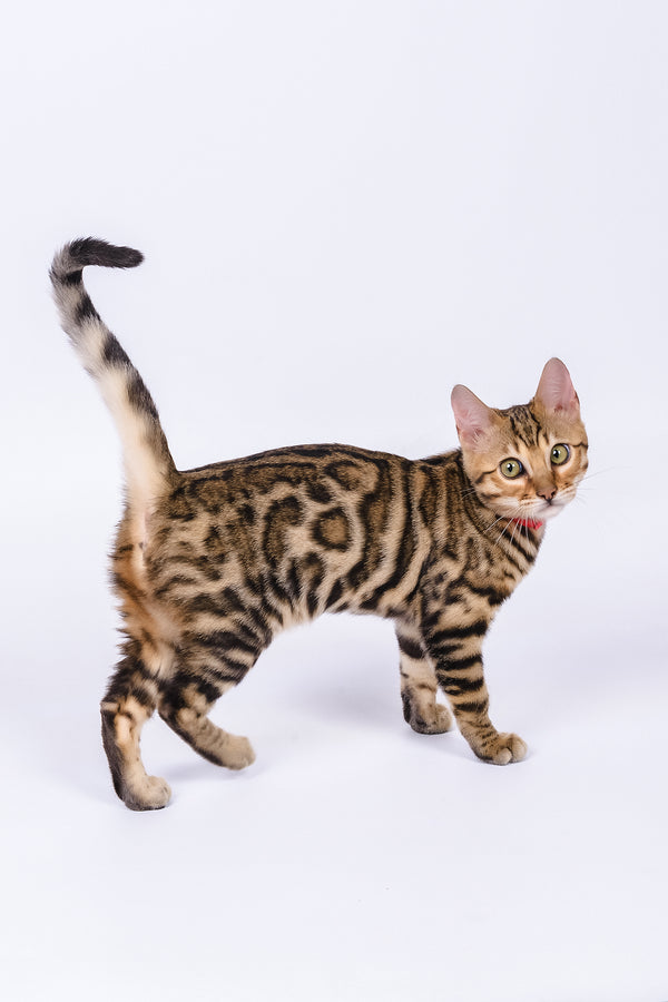 Winnie | Bengal Kitten