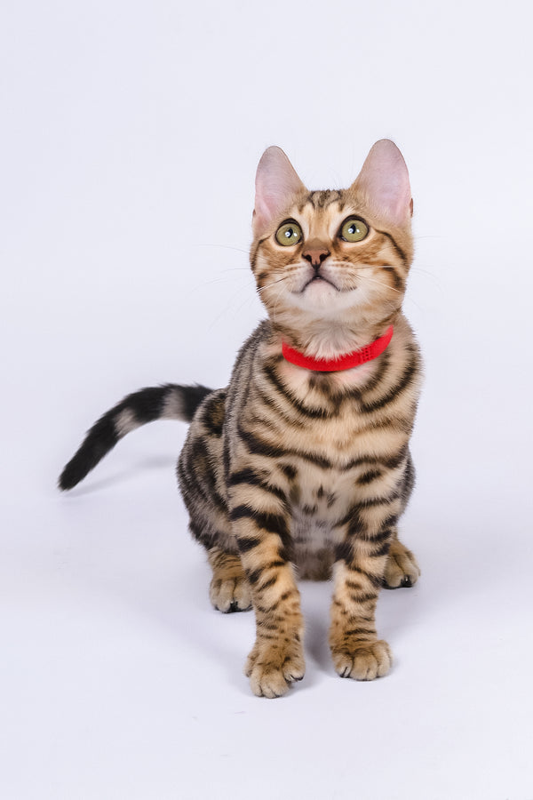 Winnie | Bengal Kitten