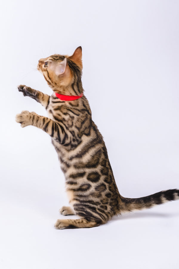 Winnie | Bengal Kitten