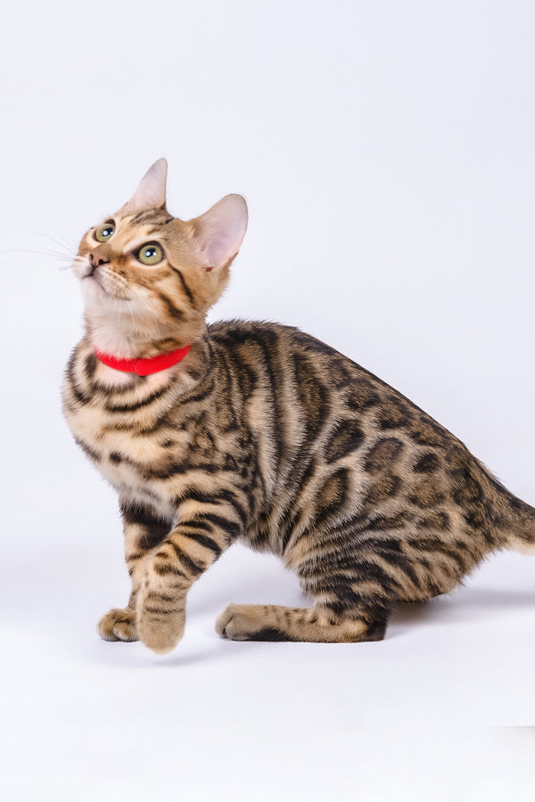 Winnie | Bengal Kitten