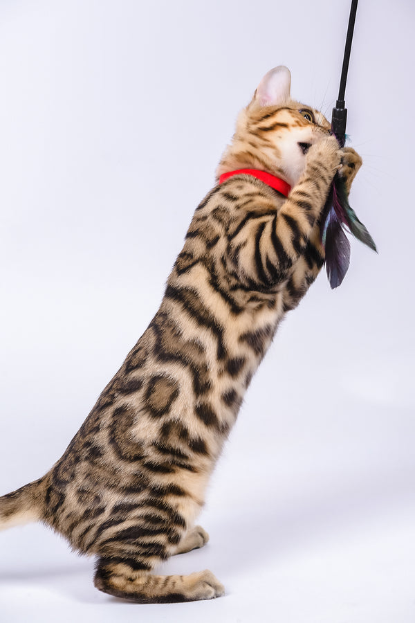 Winnie | Bengal Kitten