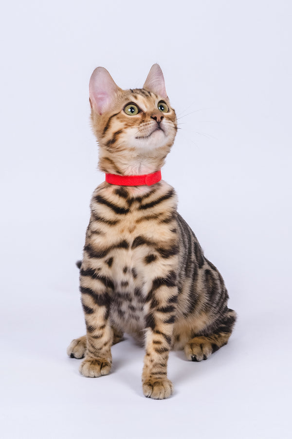 Winnie | Bengal Kitten