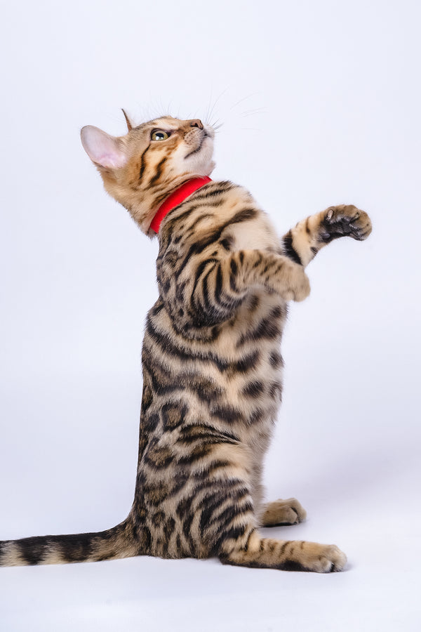 Winnie | Bengal Kitten