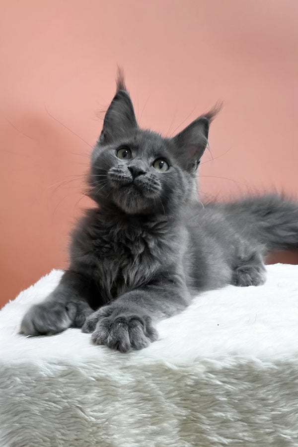 Wioletta | Polydactyl Maine Coon Kitten