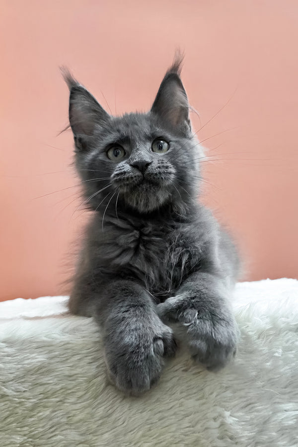 Wioletta | Polydactyl Maine Coon Kitten