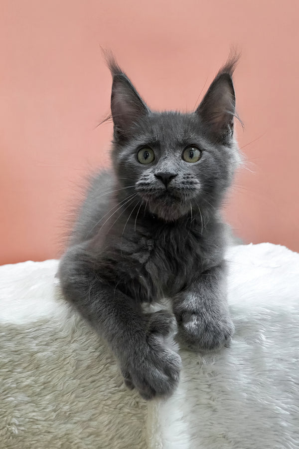 Wioletta | Polydactyl Maine Coon Kitten