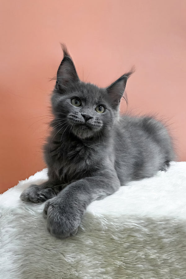 Wioletta | Polydactyl Maine Coon Kitten