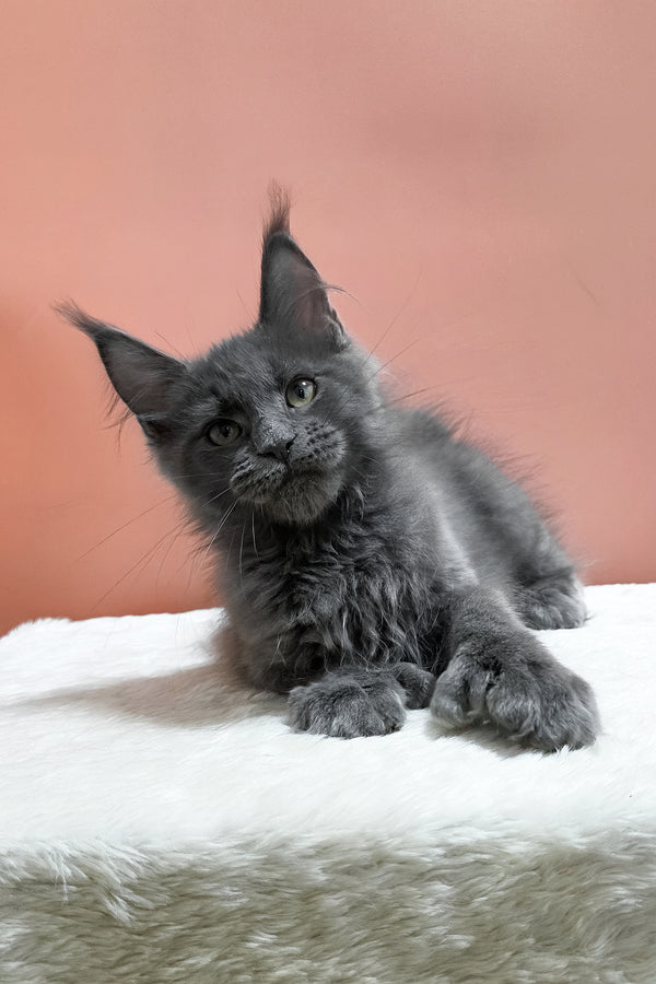 Wioletta | Polydactyl Maine Coon Kitten