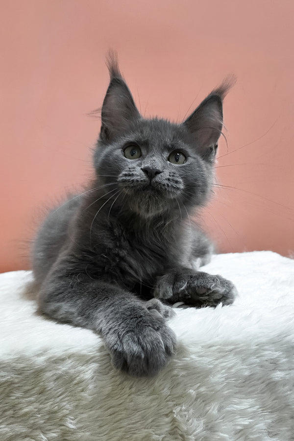 Wioletta | Polydactyl Maine Coon Kitten
