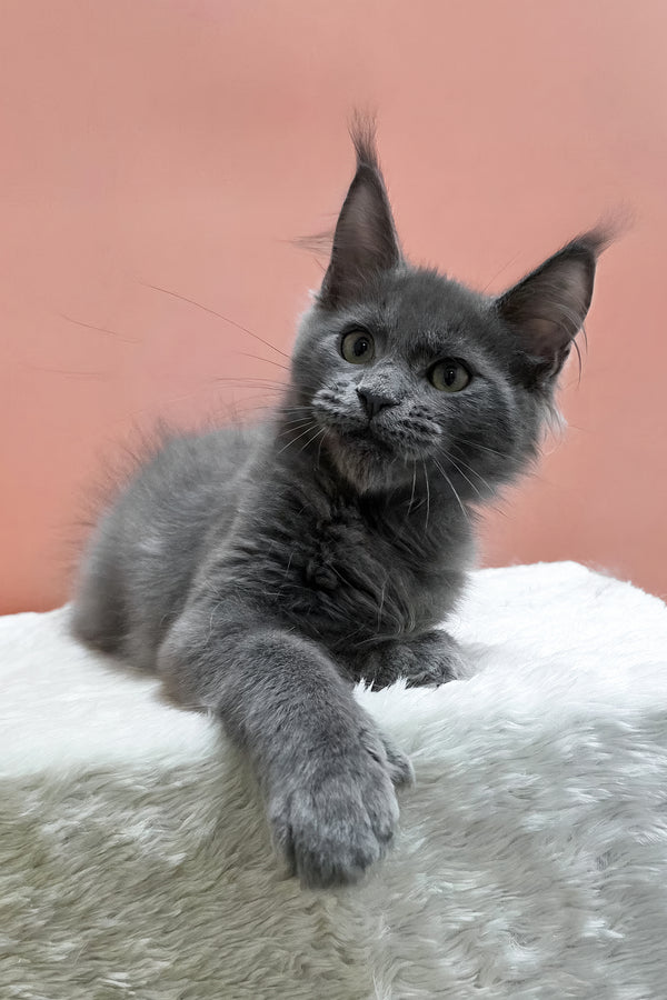 Wioletta | Polydactyl Maine Coon Kitten