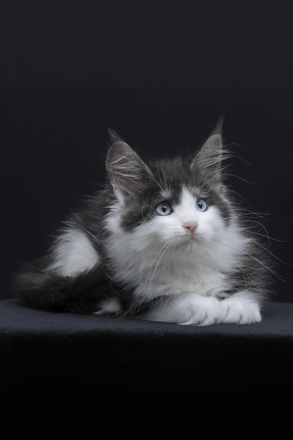 Wisteria | Maine Coon Kitten