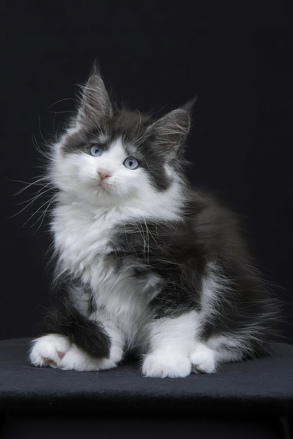 Wisteria | Maine Coon Kitten