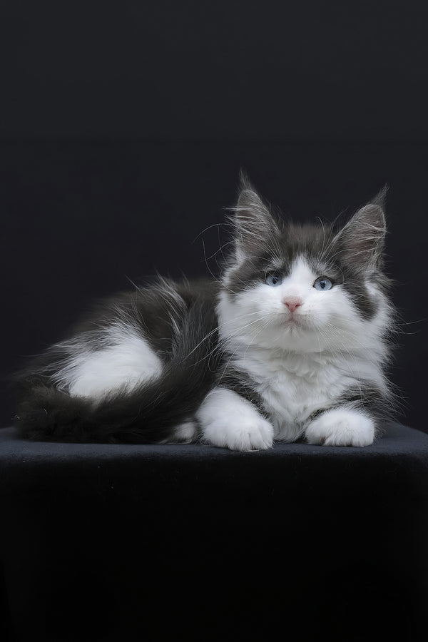 Wisteria | Maine Coon Kitten
