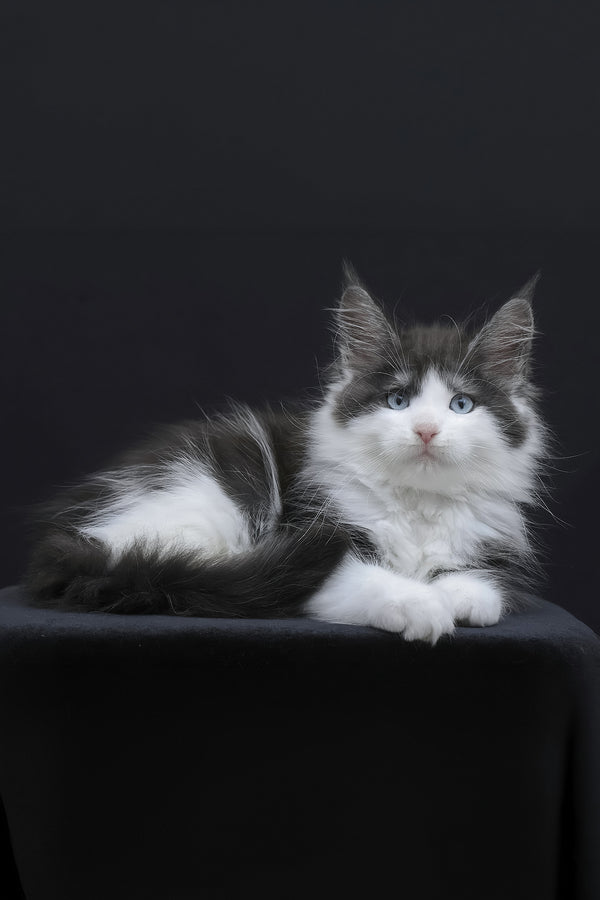Wisteria | Maine Coon Kitten