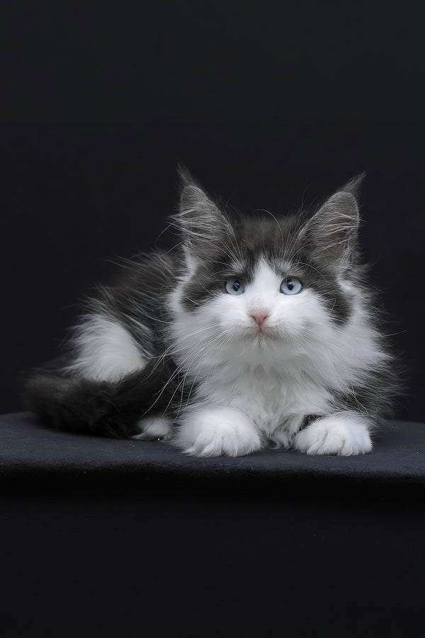 Wisteria | Maine Coon Kitten