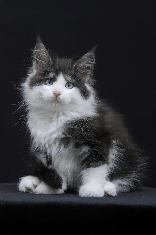 Wisteria | Maine Coon Kitten
