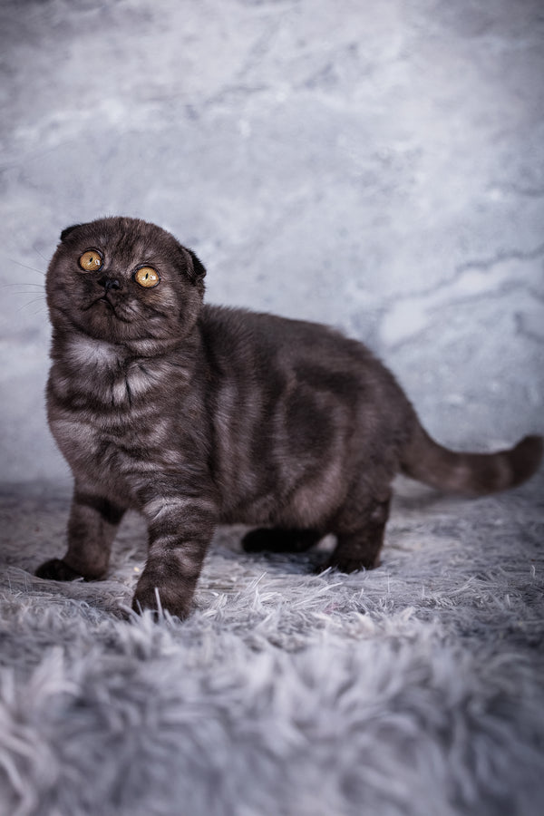 Wisteria | Scottish Fold Kitten