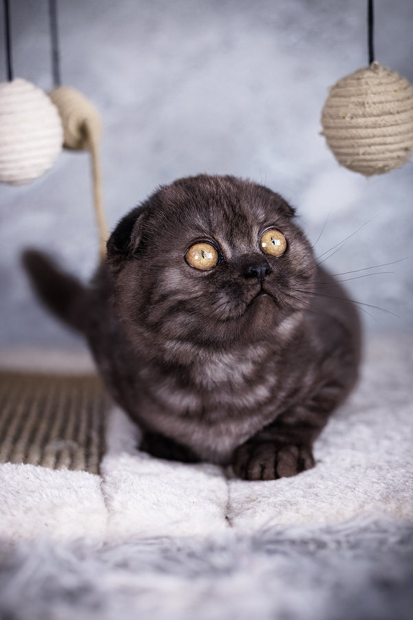 Wisteria | Scottish Fold Kitten