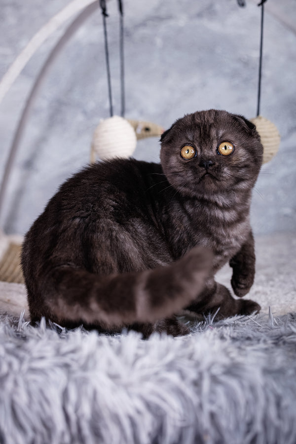 Wisteria | Scottish Fold Kitten
